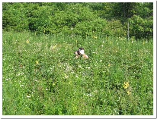 strawberry picking 2010 (5)