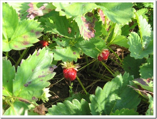 strawberry picking 2010