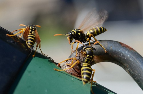 The best way to get rid of wasps and bees.