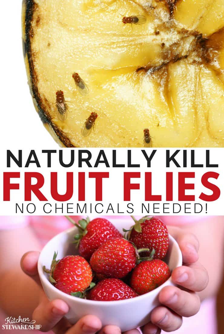 get rid of fruit flies