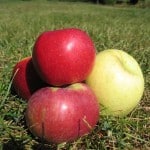 Full-fat dairy went out of fashion for the same reason butter & red meat were villainized, but saturated fats aren't the villains we've been led to believe. 