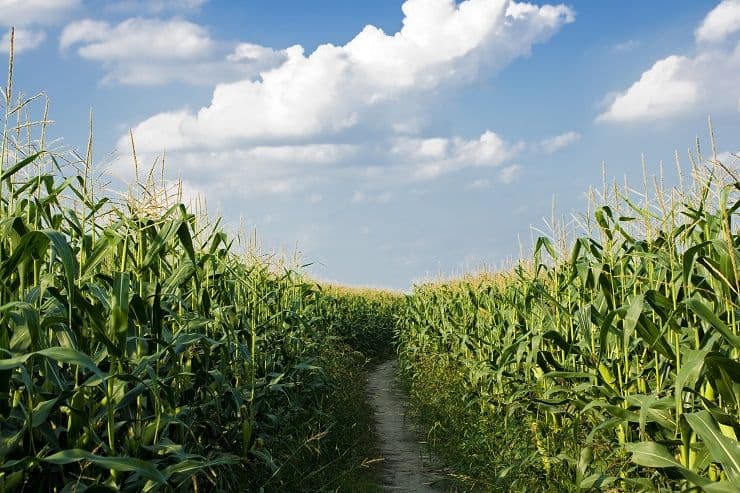 dirt-road-among-corn_zyiooUdd