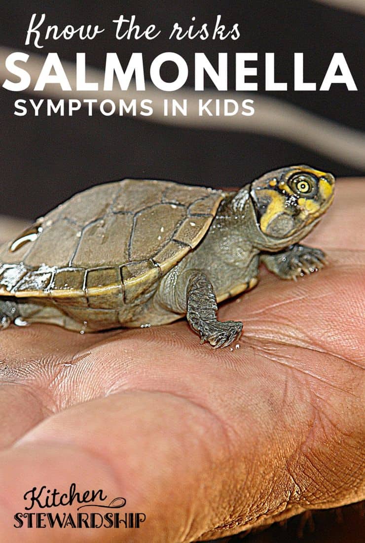 Risks of Turtles and Salmonella Symptoms in Kids