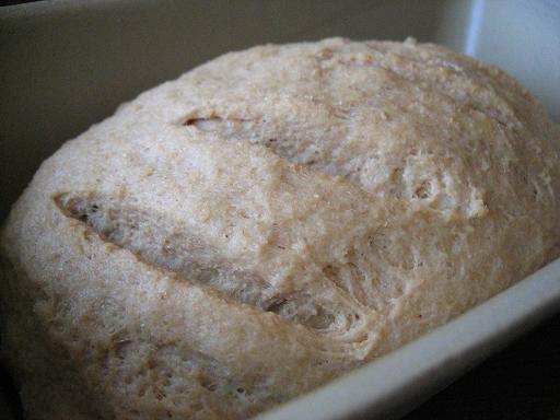 loaf of bread rising