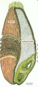 What is a whole grain? Diagram of a wheat kernel showing endosperm, germ, and bran