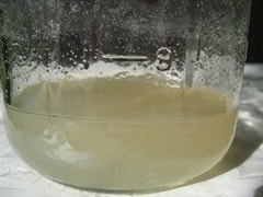 Make a Sourdough Starter: capture your own yeast from the air!