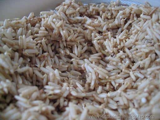 sprouted brown rice