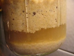 whole wheat sourdough starter