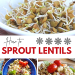 how to sprout lentils