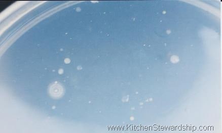 antibacterial hand soap experiment