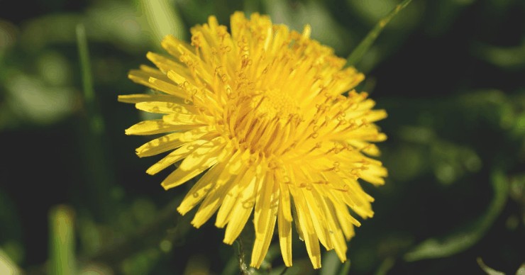 dandelion, organic weed control