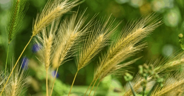 organic weed control, weeds