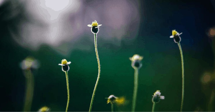 gardening weeds control