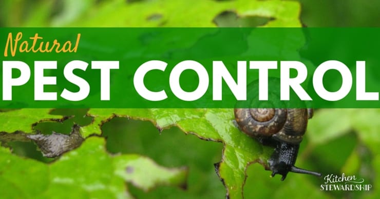Natural Ways for How to Control Pests in Your Garden - Use these Simple Steps