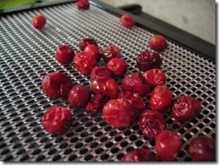 excalibur dehydrator dried cranberries