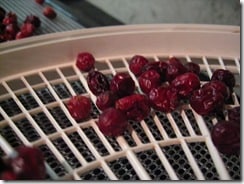 Nesco dehydrator dried cranberries