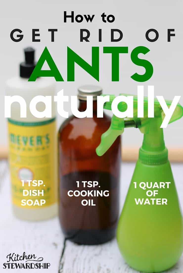 Natural Insect Killer Spray, natural ant spray