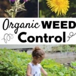organic weed control