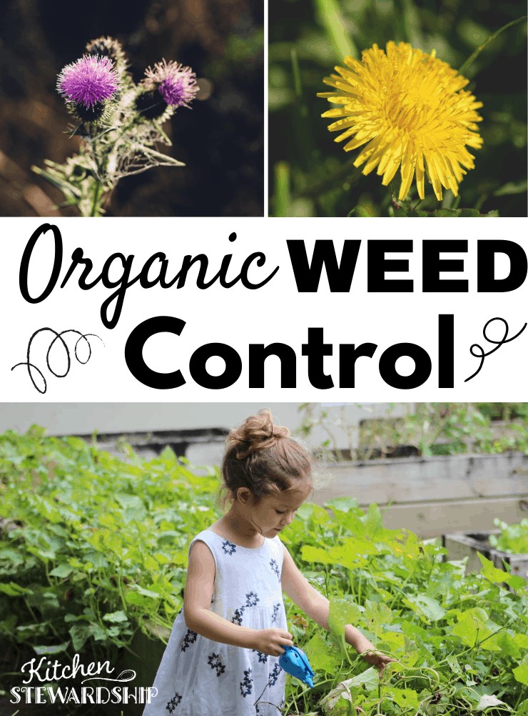 organic weed control
