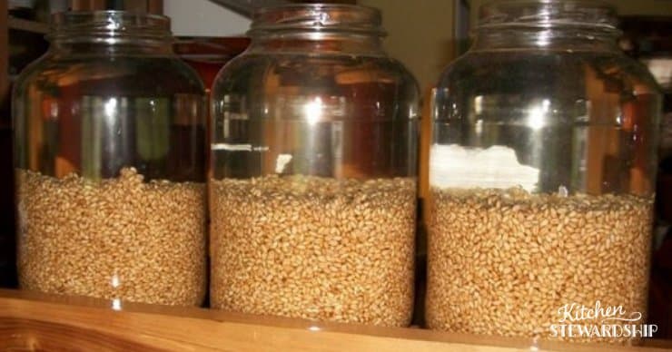 sprouting grains for flour after 10 hours