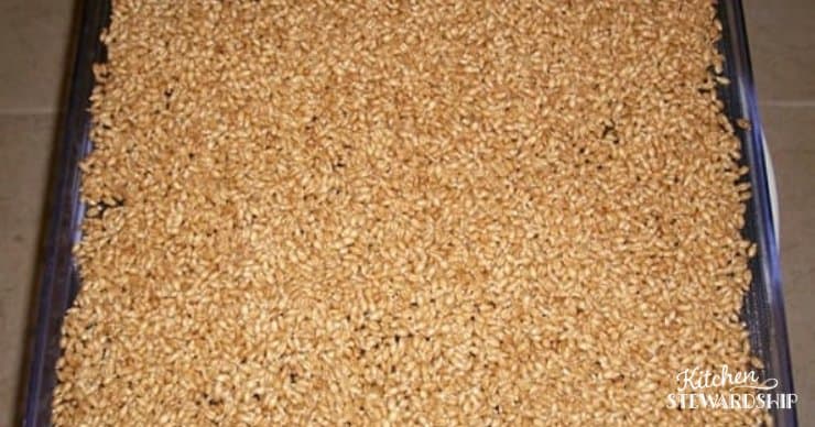 sprouted wheat berries on dehydrator mesh before being dehydrated