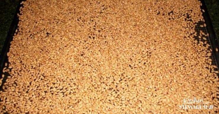 dehydrated wheat berries