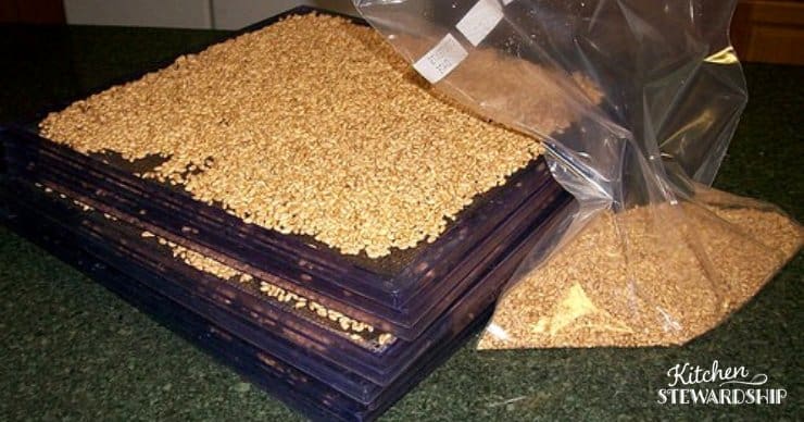 dehydrated sprouted wheat berries on trays