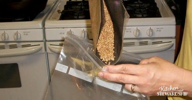 pouring dehydrated sprouted wheat berries into bags