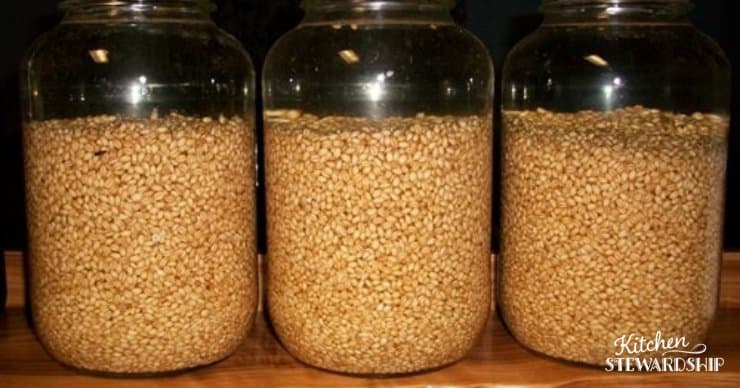 sprouting wheat for flour after 18 hours