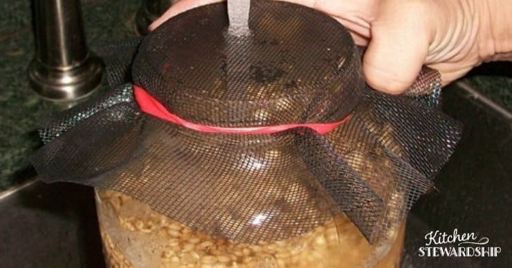 draining and rinsing water for sprouted wheat