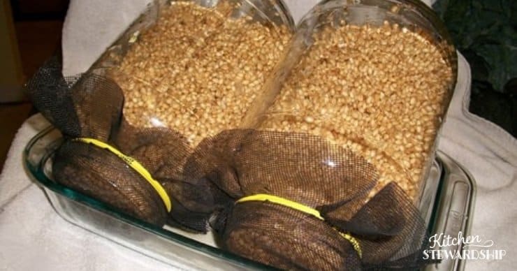 draining sprouted grains for flour