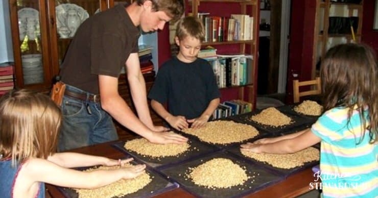 children helping spread wheat berries on dehydrator mesh