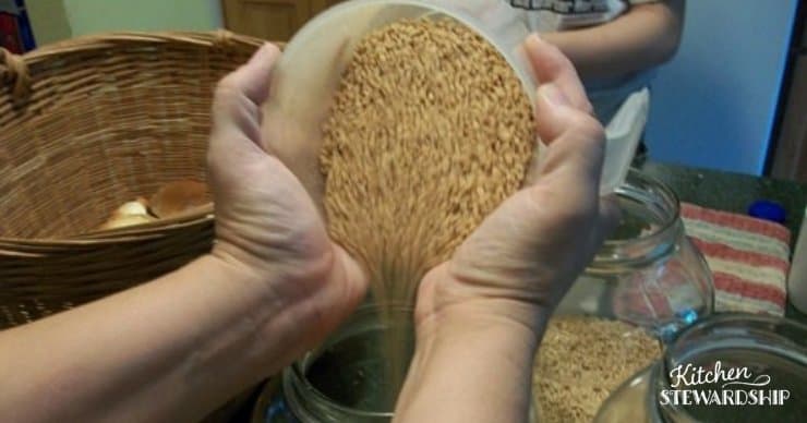 pouring wheat to sprout for flour