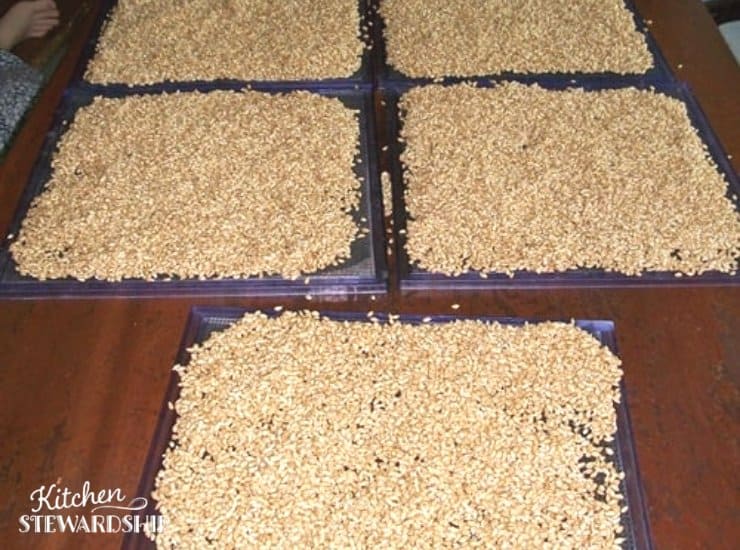 wheat berries spread out on dehydrator mesh