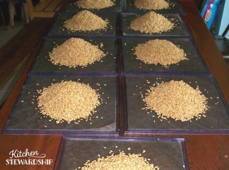 trays of wheat berries for dehydrator 