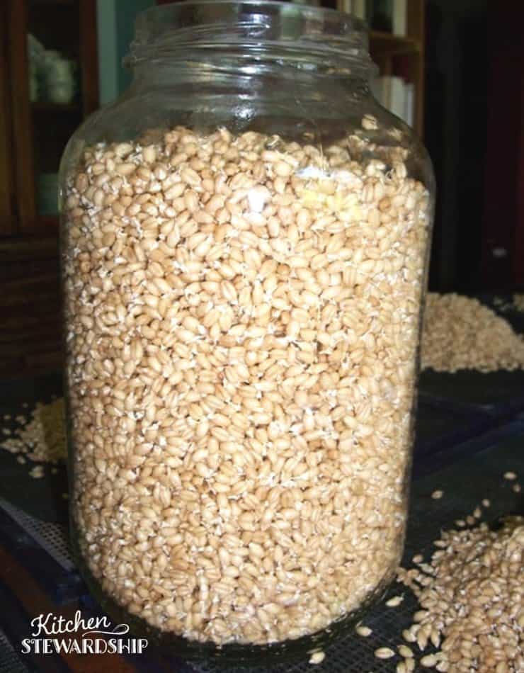 sprouted wheat grain