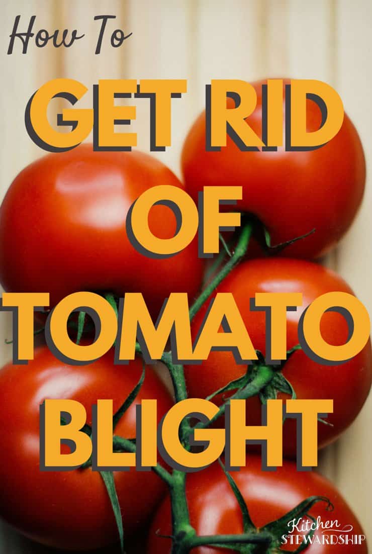 How to Get Rid of Tomato Blight 1