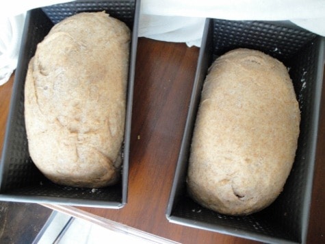nourishing traditions soaked yeasted buttermilk bread (13) (475x356)