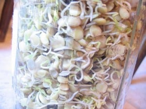 sprouted lentils