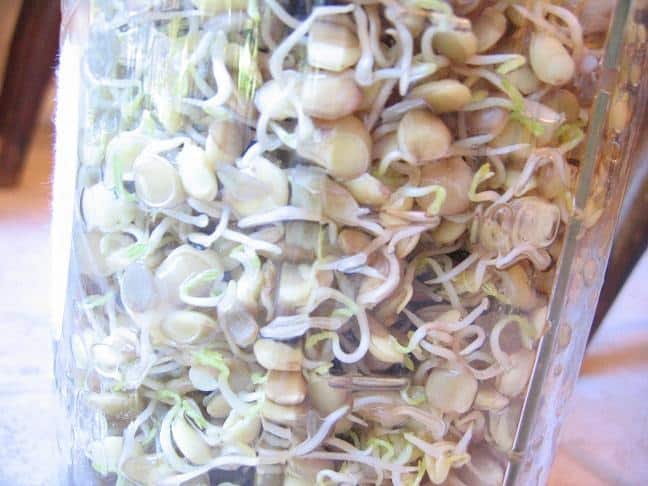Sprouted Lentils