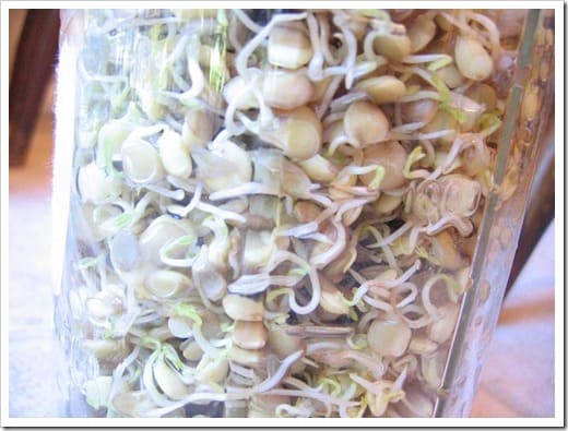 sprouted lentils