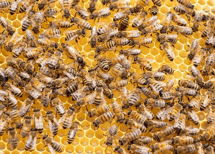 bees on their honey comb
