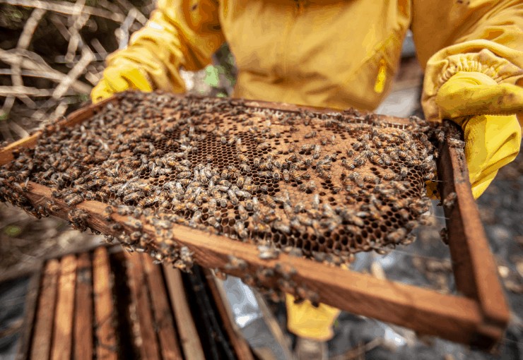 beekeeper holding a honeycomb