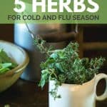 Feeling sick? Use these top 5 herbs for cold and flu season.