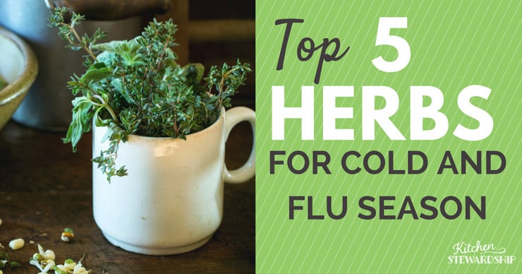 Top 5 Herbs for Cold and Flu Season