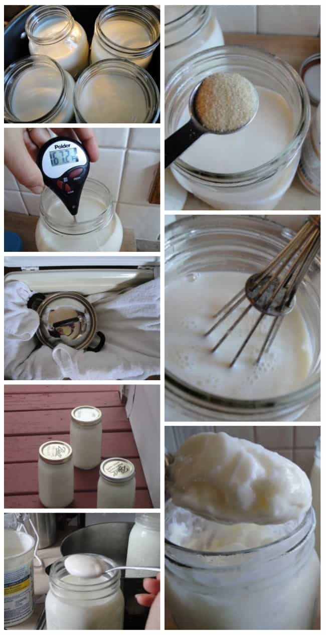 How to make THICK Yogurt, thick raw milk yogurt