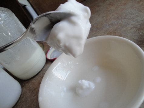 gelatin coconut milk yogurt before I tasted it