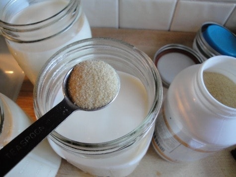 starting raw milk yogurt