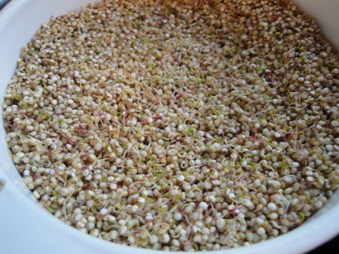 sprouting quinoa