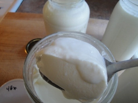 making homemade yogurt (raw) with 4 tsp. of gelatin